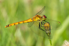 Sympetrum depressiusculum