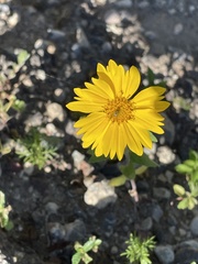 Verbesina encelioides