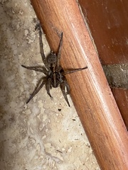 Tigrosa georgicola