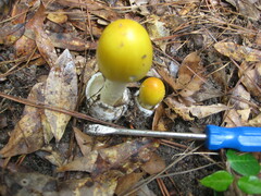 Amanita arkansana