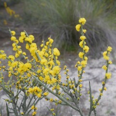 Acacia spinescens