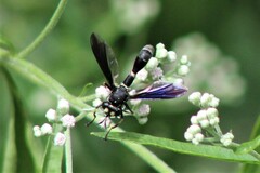 Physocephala tibialis