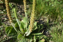 Plantago major