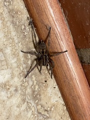 Tigrosa georgicola