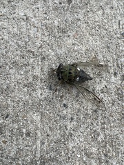 Neotibicen pruinosus