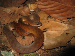 Erythrolamprus typhlus