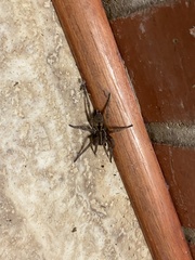Tigrosa georgicola