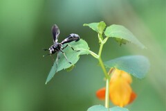 Physocephala tibialis