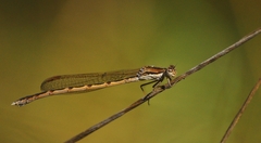 Sympecma fusca
