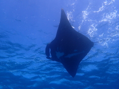 Mobula alfredi