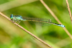 Ischnura pumilio