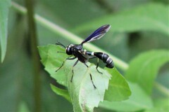 Physocephala tibialis