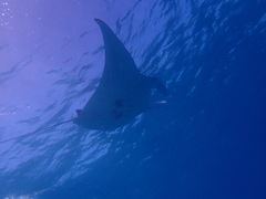 Mobula alfredi