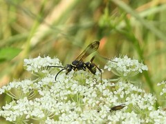Ceropales maculata