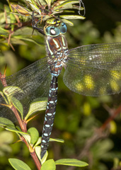 Aeshna tuberculifera