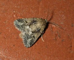 Spodoptera depravata