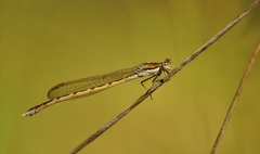 Sympecma fusca