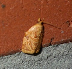 Adoxophyes privatana