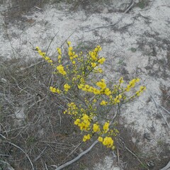 Acacia spinescens