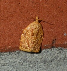 Adoxophyes privatana