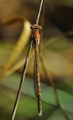 Sympecma fusca