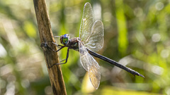 Somatochlora tenebrosa