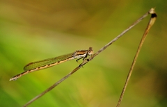 Sympecma fusca