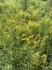 Solidago