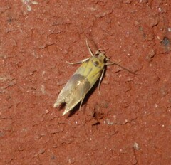 Stathmopoda auriferella