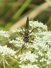 Ceropales maculata