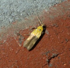 Stathmopoda auriferella