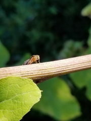 Eutreta noveboracensis
