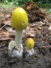 Amanita arkansana