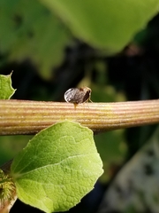 Eutreta noveboracensis