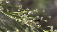 Episyron conterminus