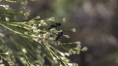 Episyron conterminus