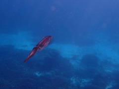 Sepioteuthis lessoniana