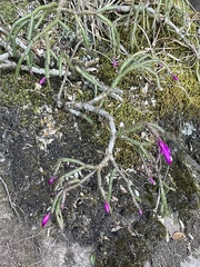 Schlumbergera microsphaerica