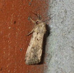 Spodoptera depravata