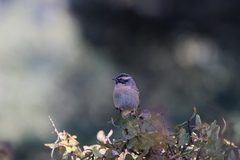 Prunella atrogularis