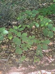 Parthenocissus quinquefolia