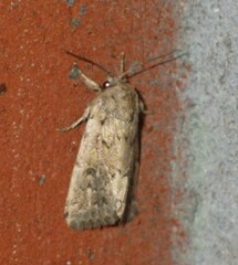 Spodoptera depravata
