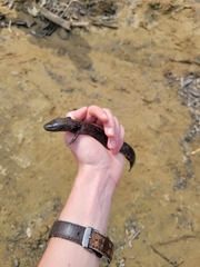 Necturus maculosus