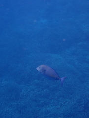 Prionurus maculatus