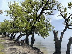 Calophyllum inophyllum