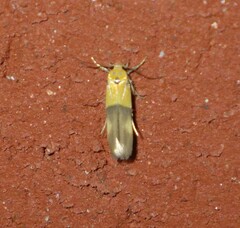 Stathmopoda auriferella