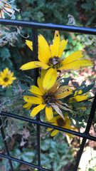 Helianthus angustifolius