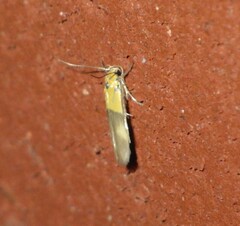 Stathmopoda auriferella