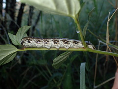 Proserpinus terlooii