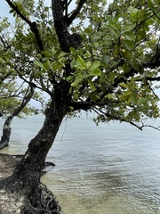 Calophyllum inophyllum